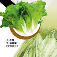 農產品市場常見蔬菜品種