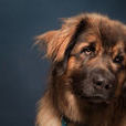 蘭波格犬 蘭波格犬