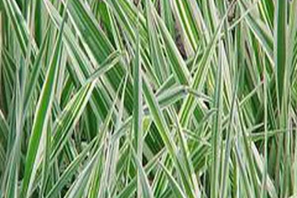 Phalaris arundinacea var. picta \x27Picta\x27 Phalaris arundinacea var. picta \x27Picta\x27