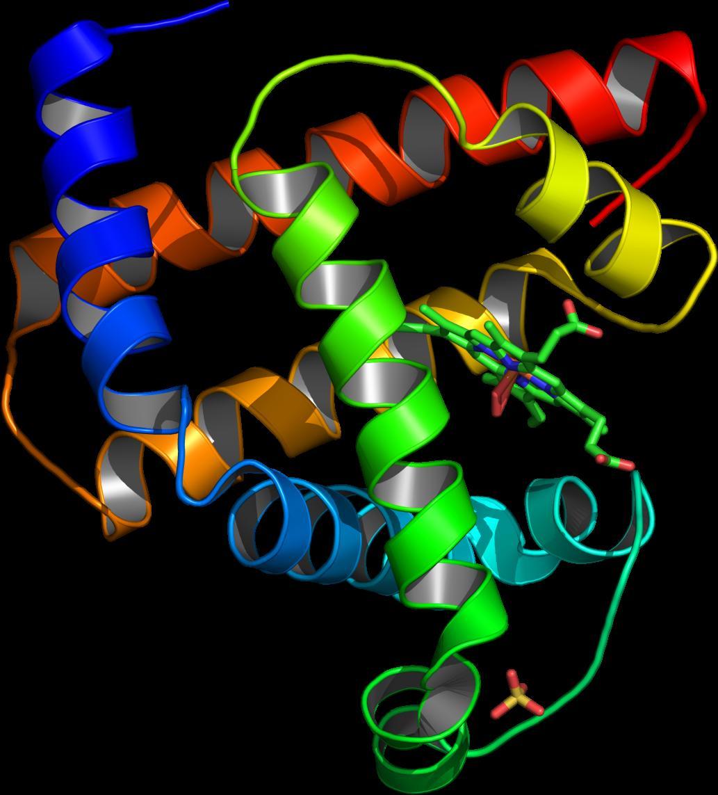 肌紅蛋白螺旋構象圖