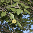 秋子梨(植物)