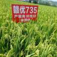 贛優735 贛優735
