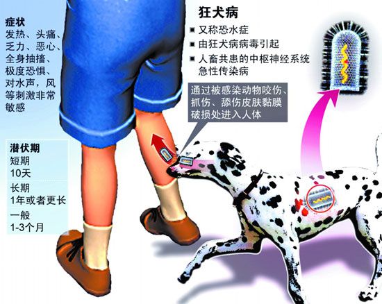 全國狂犬病監測方案（試行）