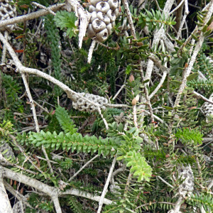 Melaleuca diosmifolia