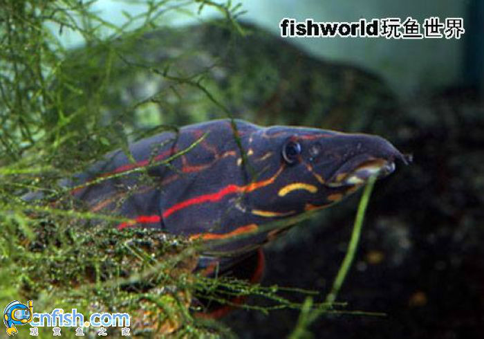 紅紋刺鰍