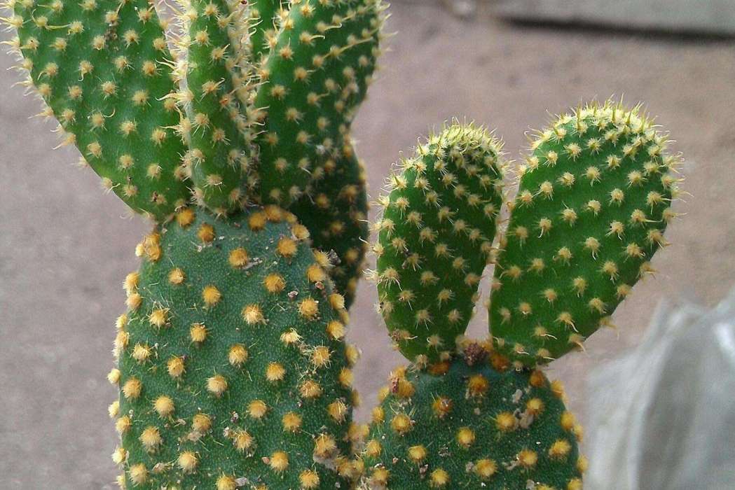 銀飾龍