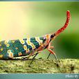 龍眼雞 龍眼雞