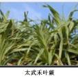 太武禾葉蕨 太武禾葉蕨