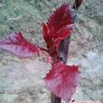 金紅楊 金紅楊