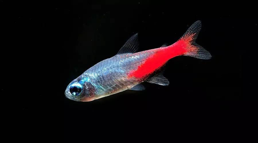 紅綠燈魚