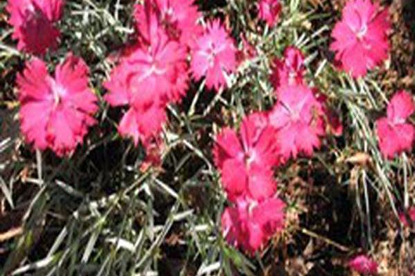 Dianthus \x27Wicked Witch\x27