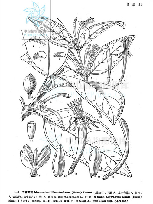 大苞鞘花 大苞鞘花