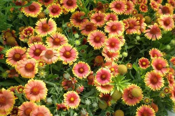 光苞亞菊 光苞亞菊