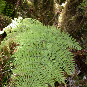 Dryopteris glabra