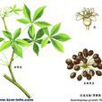 紅毛刺五加 紅毛刺五加