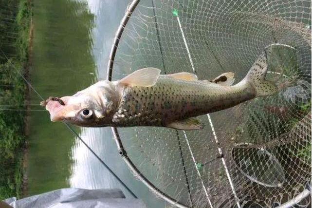 重唇魚屬 重唇魚屬