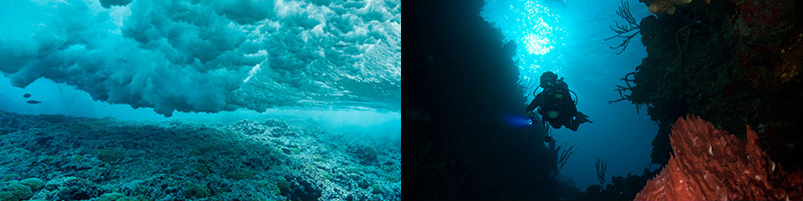深海採集南極冰海褐藻