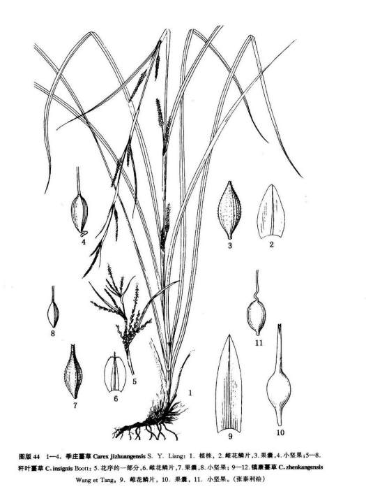 季莊苔草 季莊苔草