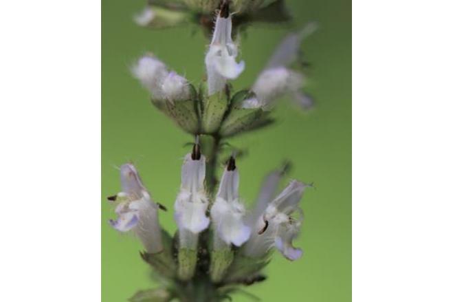 Lamium maculatum \x27Beedham\x27s White\x27 Lamium maculatum \x27Beedham\x27s White\x27