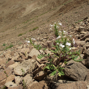 Cleome chilensis