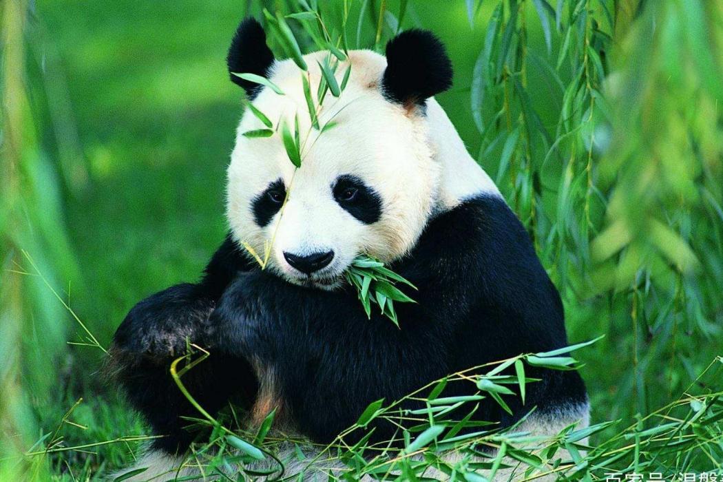 珍稀動物2 珍稀動物2
