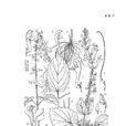 小紫黃芩 小紫黃芩