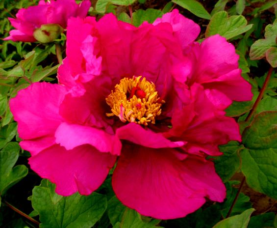 紅裝素裹(芍藥屬牡丹栽培品種)