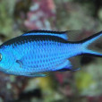 青光鰓魚 青光鰓魚