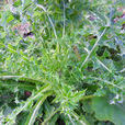 滇苦菜(桔梗目菊科植物) 滇苦菜(桔梗目菊科植物)