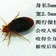 席蟲 席蟲