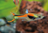 霓虹小丑魚，胸前黑色斑塊呈大片長條橢圓形