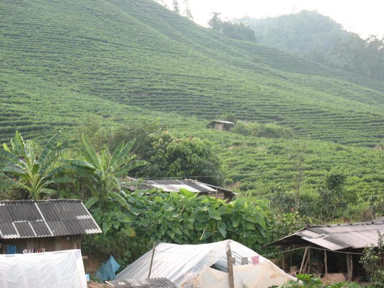 茶隊村 茶隊村
