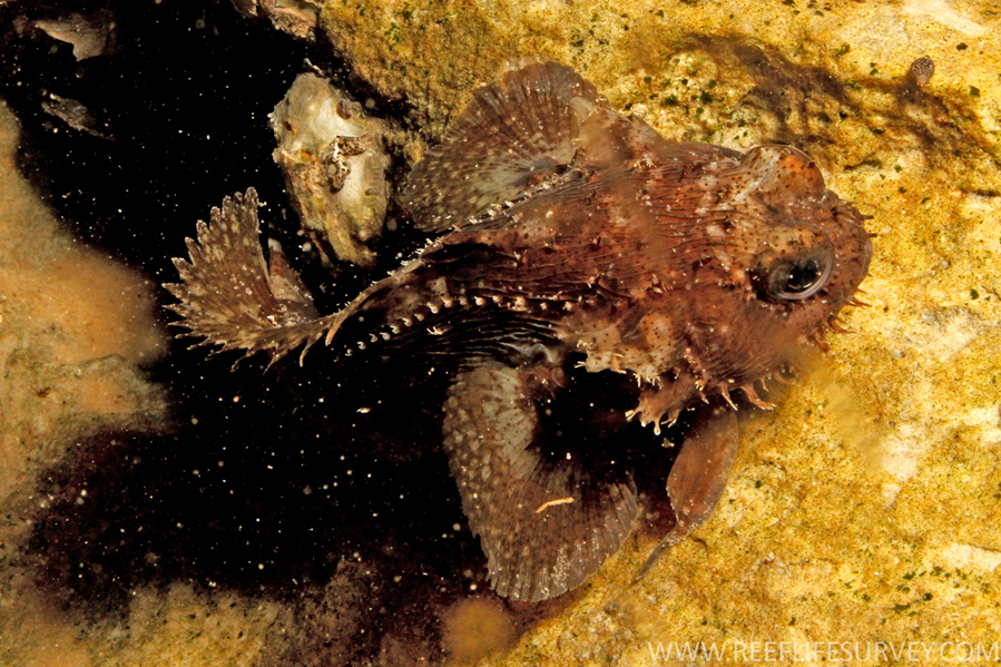 蟾魚科 蟾魚科