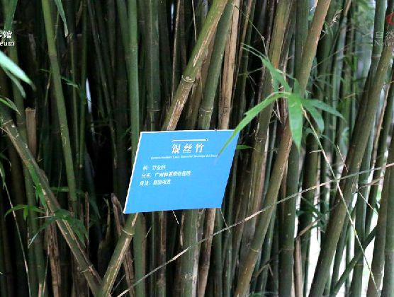黃山庫-銀絲竹