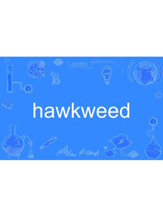 hawkweed hawkweed