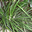 單子葉植物