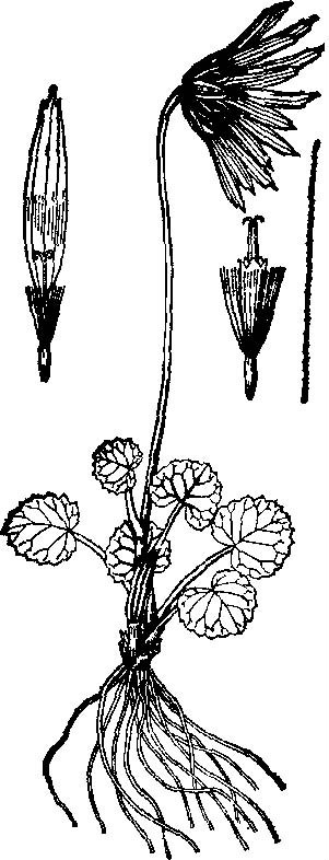 喜馬拉雅垂頭菊