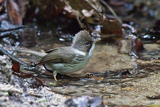 緬甸鳳鶥 緬甸鳳鶥