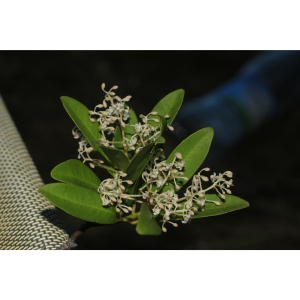 Tapeinosperma psaladense