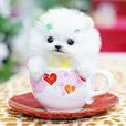 袖珍犬 袖珍犬