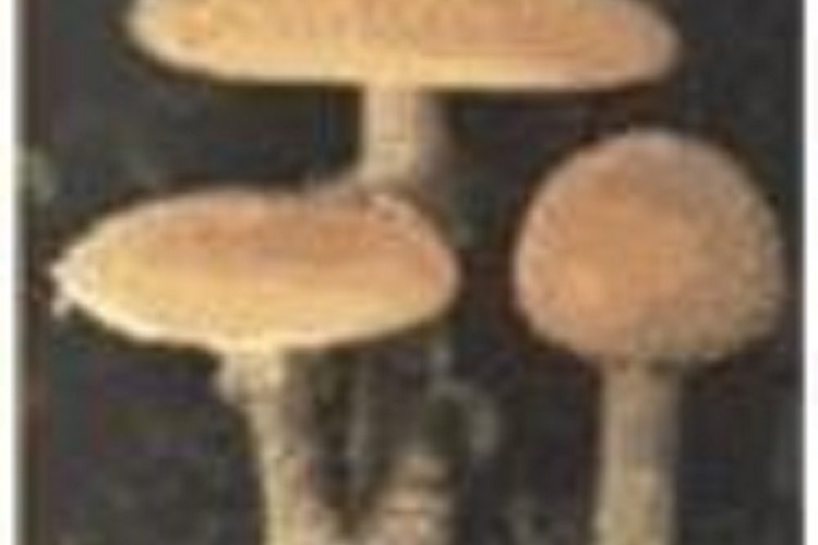 Mushrooms of Cape Cod and the National Seashore Mushrooms of Cape Cod and the National Seashore