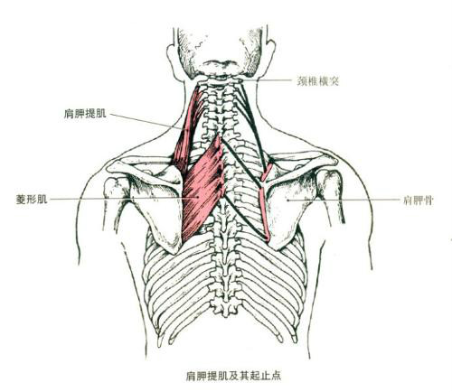 肩胛提肌