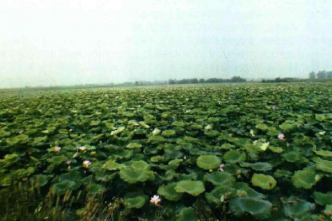 內泊湖 內泊湖