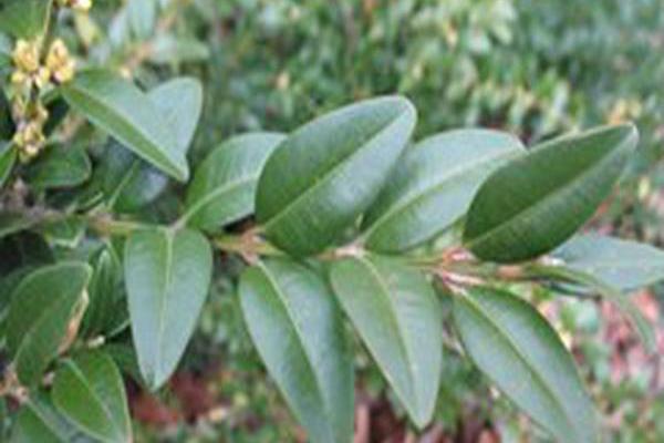 Buxus sempervirens \x27Treska Gorge\x27 Buxus sempervirens \x27Treska Gorge\x27