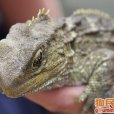 顱頂眼 顱頂眼