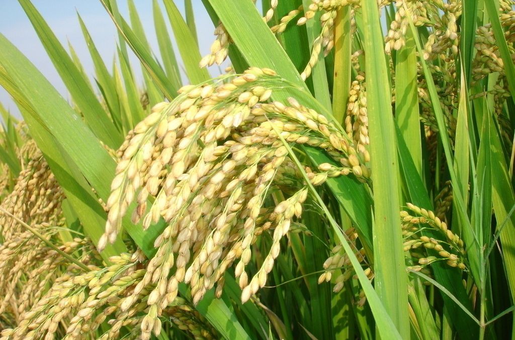 武育粳20號 武育粳20號