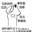 蕊柱 蕊柱