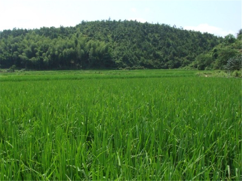 綠色非轉基因水稻生產基地