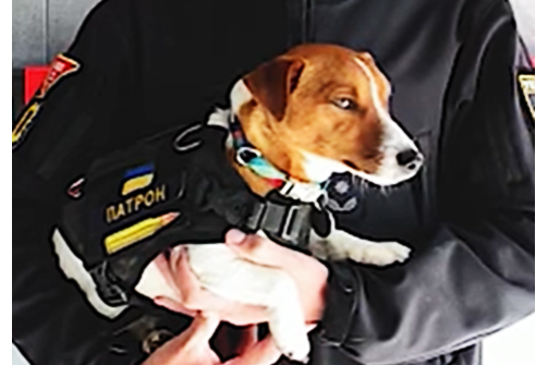 子彈(烏克蘭探雷犬) 子彈(烏克蘭探雷犬)