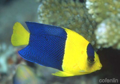藍神仙(海洋魚類) 藍神仙(海洋魚類)